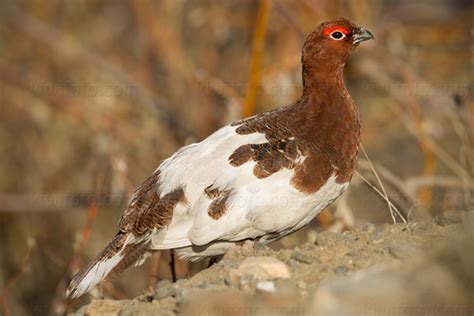  ¿El Willow Ptarmigan? Una explosión de camuflaje en las frías tundras!