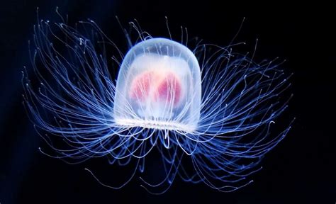  Turritopsis Dohrnii: ¡El Animal Inmortal que Puede Revertir su Ciclo de Vida!